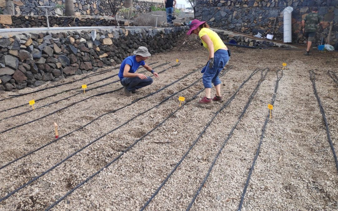 El ICIA y la Fundación Canarina colaboran en un ensayo sobre los beneficios agroecológicos del chícharo